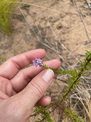Selago villicaulis