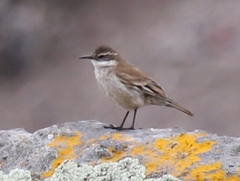 Cinclodes albiventris