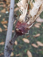 Dryocosmus kuriphilus