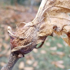 Dryocosmus kuriphilus