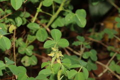 Crotalaria pallida