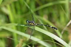 Austrogomphus amphiclitus