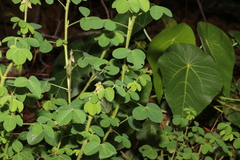 Crotalaria pallida