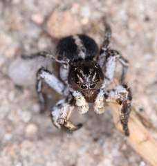 Aelurillus v-insignitus