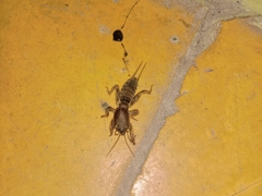 Gryllotalpa