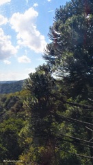 Araucaria angustifolia