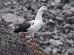 Oressochen melanopterus
