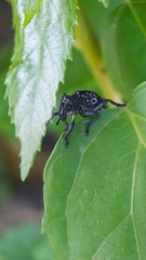 Aegorhinus superciliosus