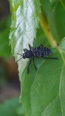 Aegorhinus superciliosus