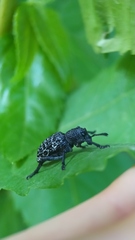 Aegorhinus superciliosus