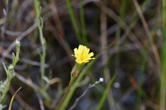 Microseris scapigera