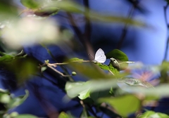 Neopithecops zalmora