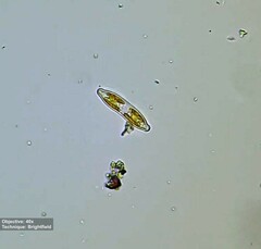 Hantzschia