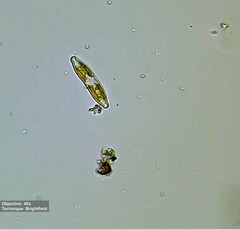 Hantzschia
