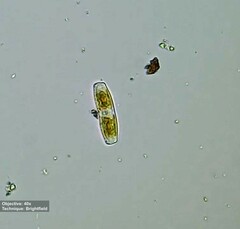 Hantzschia