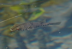 Tetractenos hamiltoni