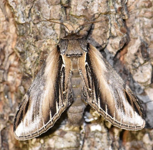 Swallow Prominent