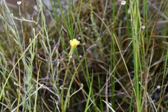 Microseris scapigera