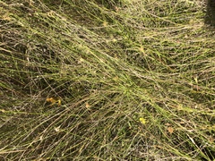 Rhynchospora chapmanii