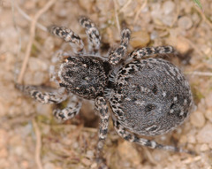 Aelurillus v-insignitus