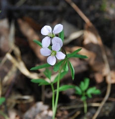 Cardamine trifida