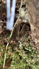 Antrodiaetus roretzi