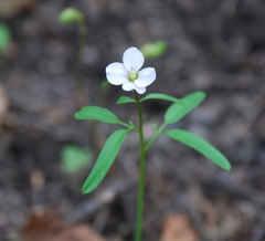 Cardamine trifida
