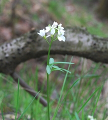 Cardamine trifida