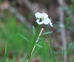 Cardamine trifida