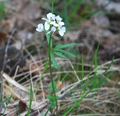 Cardamine trifida