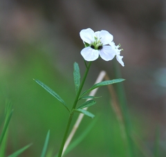 Cardamine trifida