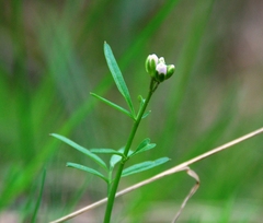 Cardamine trifida