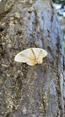 Macrocilix mysticata watsoni