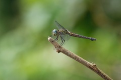 Cannaphila