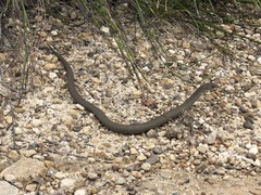 Pygopus lepidopodus