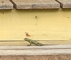 Sceloporus malachiticus