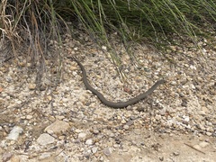 Pygopus lepidopodus
