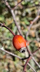 Rosa canina