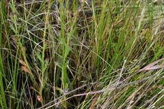 Haloragis heterophylla