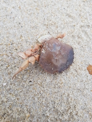 Polybius henslowii