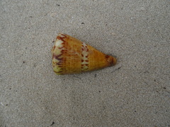 Conus capitaneus
