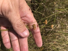 Rhynchospora chapmanii