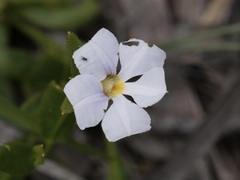 Scaevola striata