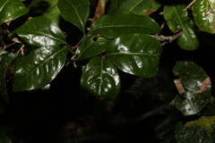 Rhysotoechia bifoliolata