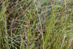 Haloragis heterophylla