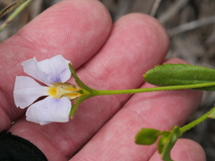 Scaevola striata