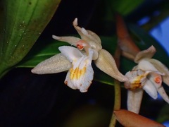 Coelogyne