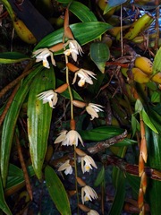 Coelogyne