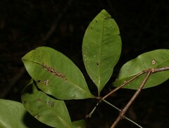 Rhysotoechia bifoliolata