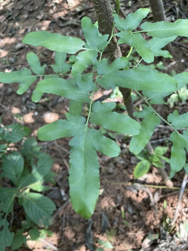 Lygodium flexuosum